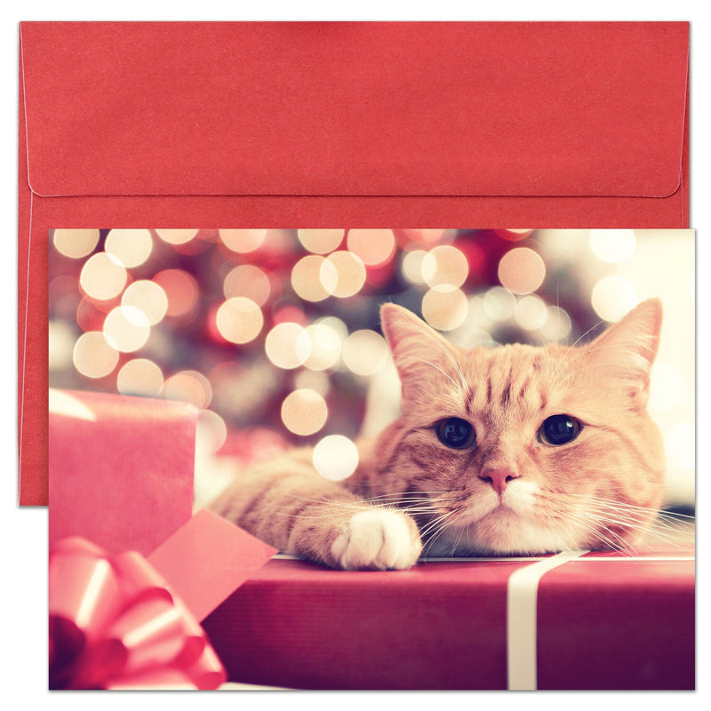 16CT PURR-FECT PRESENTS BOXED